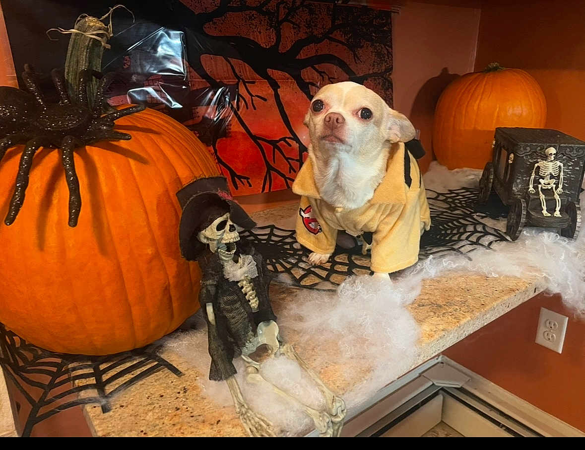 Harlow Monroe is registered to the contest to win money with this photo: adult, animal, bride, canine, clothing, dog, female, food, footwear, person, pet, plant, pottedplant, produce, pumpkin, puppy, shoe, squash, vegetable, wedding