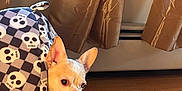 Harlow Monroe joined the competition — help win amazing prizes! animal, bed, blanket, bulldog, canine, cat, chihuahua, couch, curtain, cushion, dog, dogbed, furniture, hardwood, homedecor, indoors, interiordesign, pet, puppy, wood