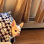 animal, bed, blanket, bulldog, canine, cat, chihuahua, couch, curtain, cushion, dog, dogbed, furniture, hardwood, homedecor, indoors, interiordesign, pet, puppy, wood