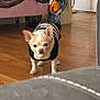 Harlow Monroe joined the competition — help win amazing prizes! animal, ball, bulldog, canine, chihuahua, couch, dog, football, frenchbulldog, furniture, hardwood, indoors, interiordesign, pet, puppy, soccer, soccerball, toy, whitedog, wood