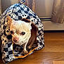 Harlow Monroe is registered to the contest to win money with this photo: animal, bag, blanket, bulldog, canine, chihuahua, clothing, cushion, dog, dogbed, hardwood, hat, homedecor, hood, hound, pet, pitbull, pug, puppy, wood