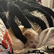 Harlow Monroe is registered to the contest to win money with this photo: animal, baby, bed, bedroom, blanket, canine, cat, couch, dog, furniture, homedecor, hound, indoors, laundry, linen, person, pet, puppy, quilt, room