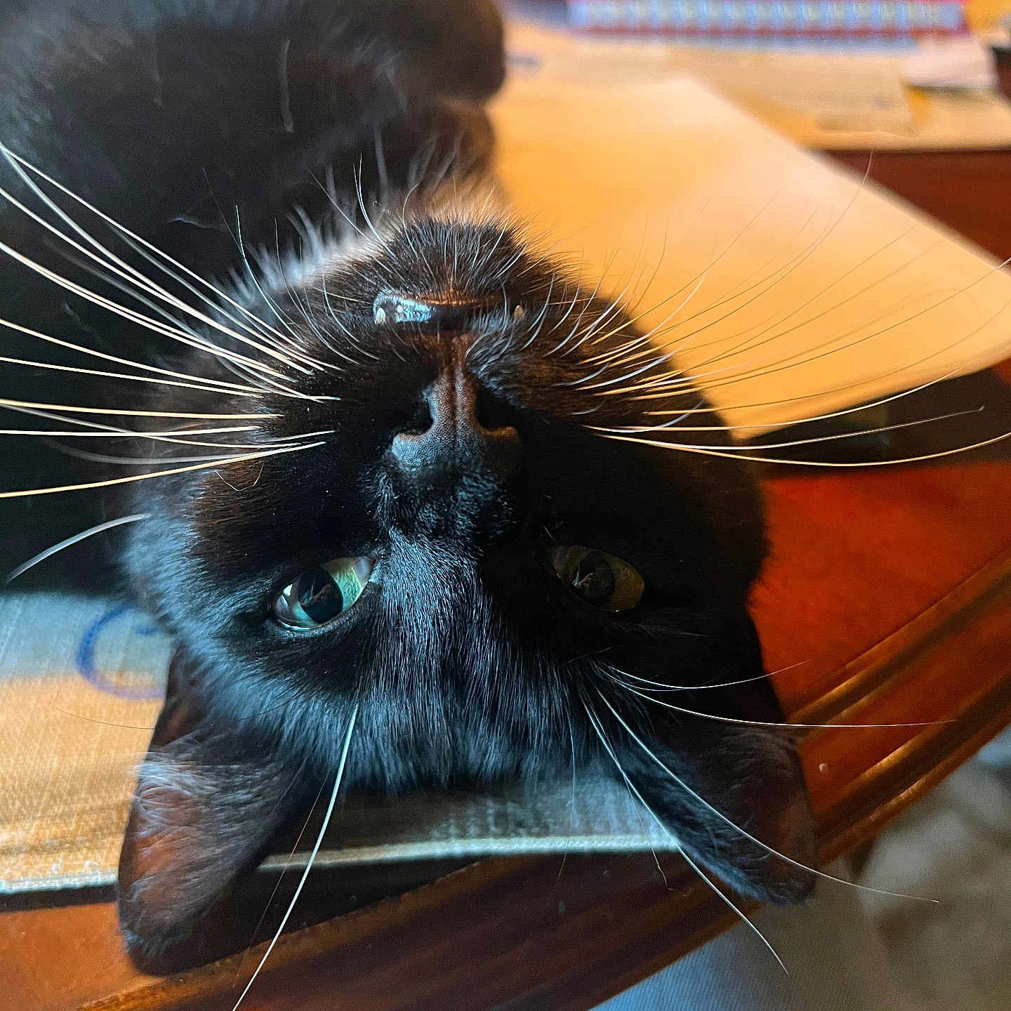 Buddy is registered to the contest to win money with this photo: animal, black_cat, cat, close_up, curious, domestic, eyes, face, feline, fur, home, indoor, notebooks, papers, pet, relaxed, table, upside_down, whiskers, wooden_table