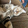 Peanut is registered to the contest to win money with this photo: cat, tabby_cat, sleeping, couch, furniture, indoor, pet, animal, relaxing, paw, whiskers, striped_fur, person, jeans, hand, home, cozy, resting, closeup, domestic_animal
