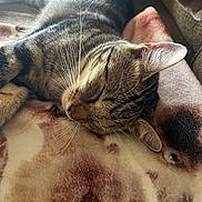 Peanut is registered to the contest to win money with this photo: cat, tabby_cat, sleeping, whiskers, blanket, dog_print, fur, closeup, pet, indoor, resting, cozy, animal, relaxation, soft_texture, cute, nap, mammal, domestic_animal, comfort