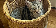 Peanut is registered to the contest to win money with this photo: cat, tabby_cat, basket, woven_basket, wooden_floor, indoor, pet, curious, feline, animal, ears, whiskers, sitting, looking_up, home, cozy, domestic, closeup, floor, walls