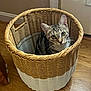 cat, tabby_cat, basket, woven_basket, wooden_floor, indoor, pet, curious, feline, animal, ears, whiskers, sitting, looking_up, home, cozy, domestic, closeup, floor, walls