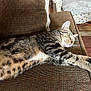 Peanut joined the competition — help win amazing prizes! cat, tabby, sleeping, couch, indoor, pet, feline, relaxed, stretching, whiskers, paws, fur, home, cozy, resting, animal, mammal, comfort, napping, domestic_cat