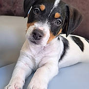 Eliott participe au concours pour gagner de l'argent avec cette photo : puppy, dog, pet, cute, animal, fur, black, white, brown, ears, nose, paws, lying_down, close_up, indoor, young, portrait, mammal, friendly, adorable