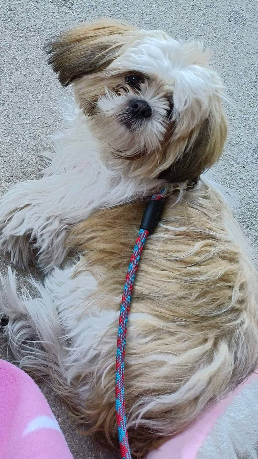 Zztop is registered to the contest to win money with this photo: canidae, carnivore, collar, companion_dog, dog, dog_breed, dog_collar, dog_supply, electric_blue, fashion_accessory, fawn, fur, leash, liver, pet_supply, small_terrier, sporting_group, terrier, toy_dog, working_animal