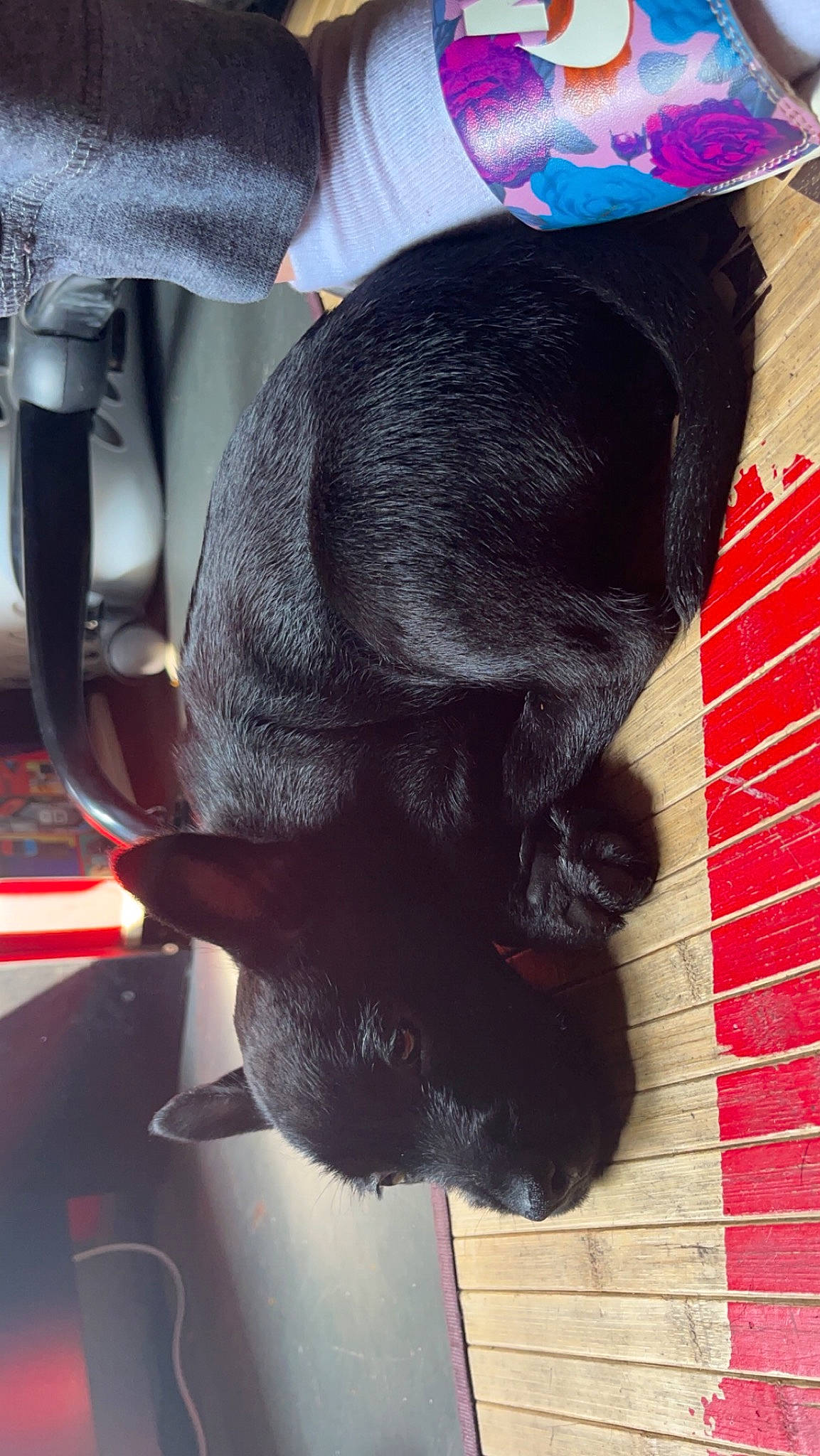 Abu is registered to the contest to win money with this photo: canidae, carmine, carnivore, cat, cat_supply, claw, collar, comfort, dog_breed, fashion_accessory, felidae, fur, magenta, red, small_to_medium_sized_cats, snout, sporting_group, tail, tints_and_shades, whiskers