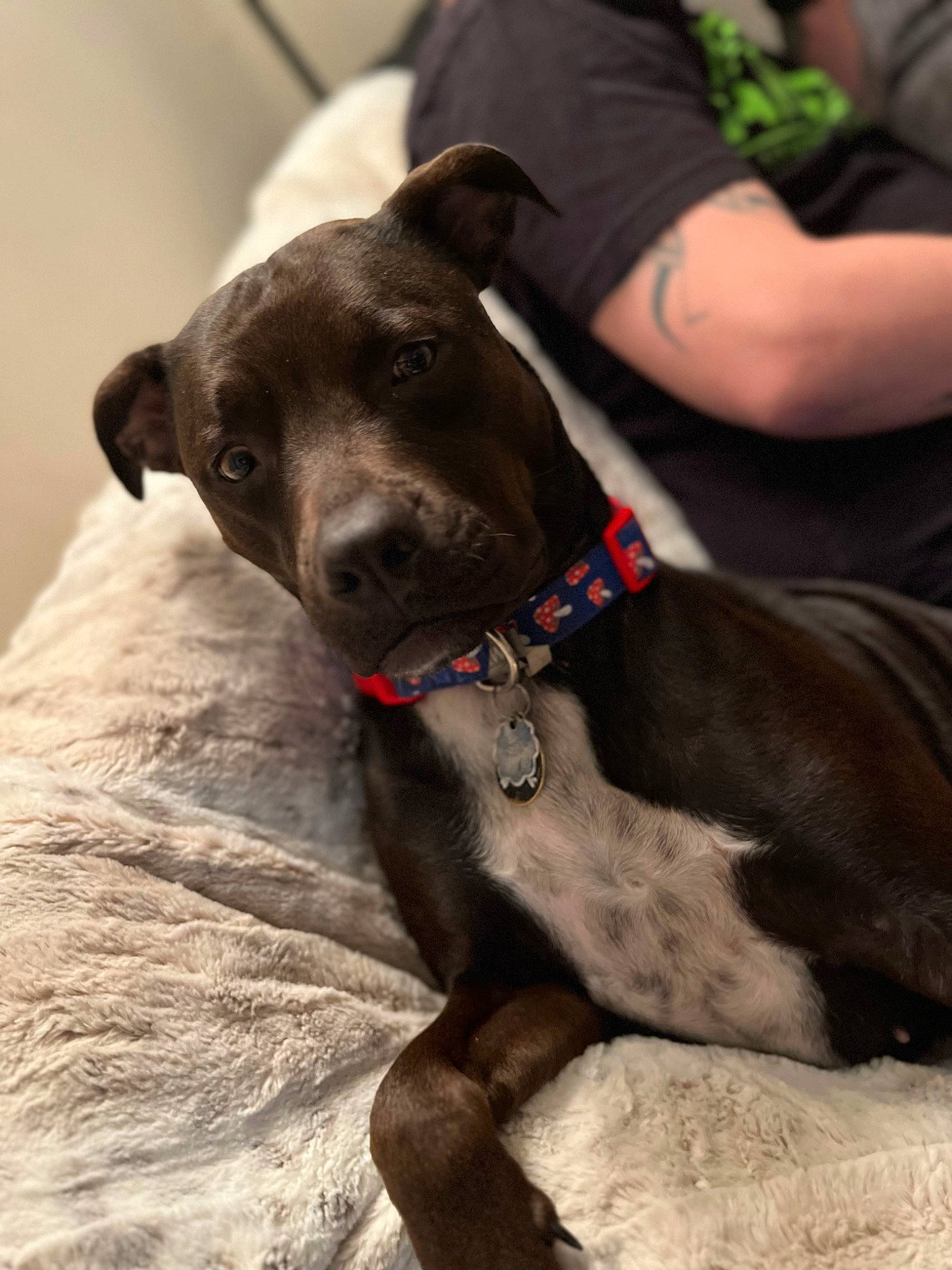 Pandora is registered to the contest to win money with this photo: canidae, carnivore, collar, companion_dog, dog, dog_breed, dog_collar, dog_supply, ear, fawn, fur, guard_dog, leash, non_sporting_group, pet_supply, snout, sporting_group, whiskers, working_animal, working_dog