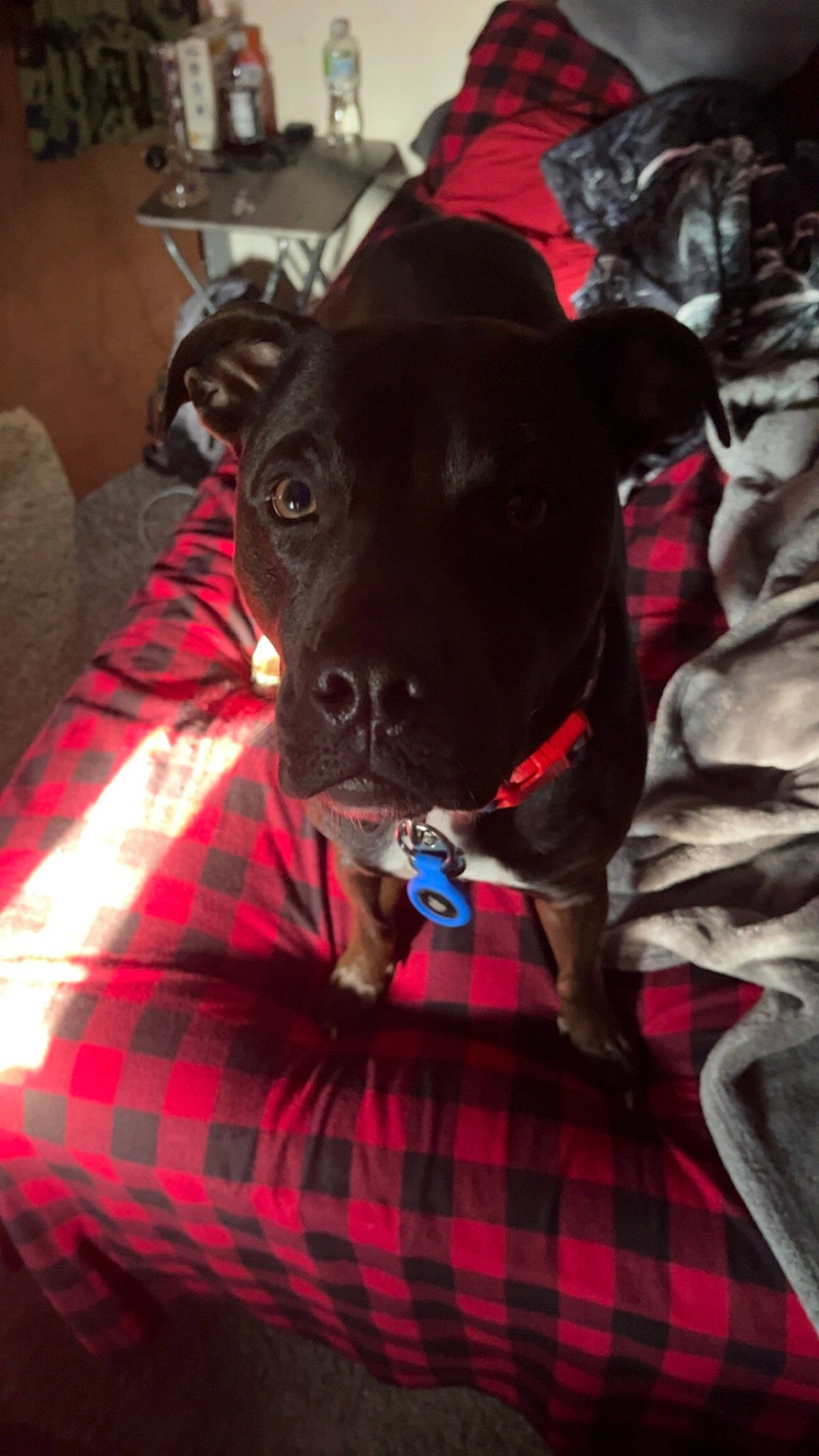 Pandora is registered to the contest to win money with this photo: black, canidae, carnivore, collar, comfort, companion_dog, couch, dog, dog_breed, fawn, houseplant, light, pattern, plaid, red, snout, sporting_group, tartan, toy_dog, working_animal