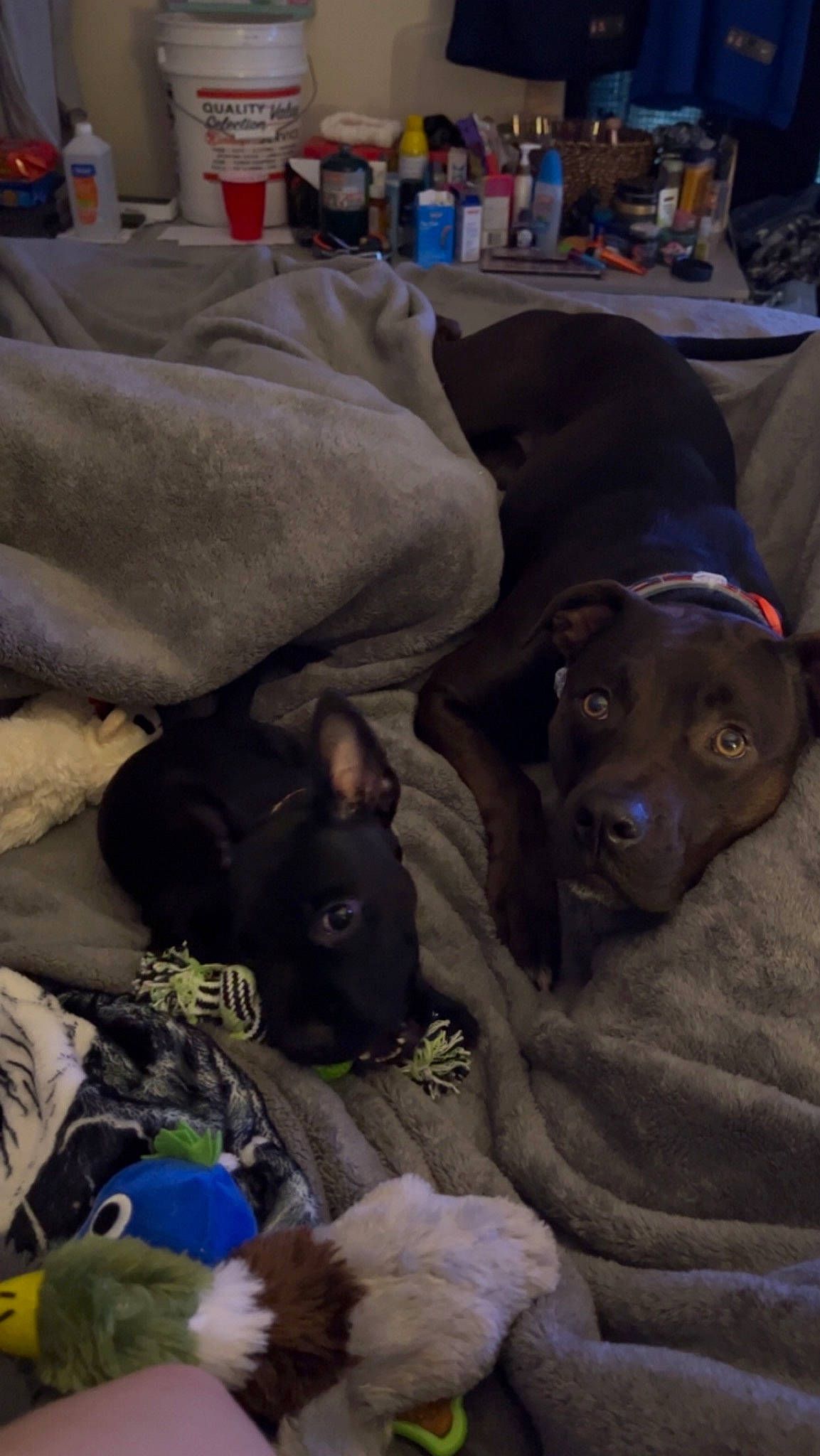 Pandora joined the competition — help win amazing prizes! canidae, carnivore, chair, comfort, companion_dog, dog, dog_breed, fur, guard_dog, liver, mammal, nap, non_sporting_group, sporting_group, vertebrate, working_animal