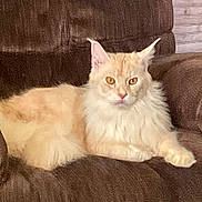 Donte is registered to the contest to win money with this photo: amber_eyes, animal, cat, couch, cream_color, domestic_animal, ears, face, feline, fluffy, fur, furniture, home, indoor, paw, pet, portrait, relaxed, sitting, whiskers