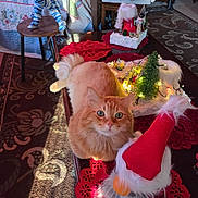 Stephen Lee joined the competition — help win amazing prizes! cat, orange_cat, fluffy, table, christmas_decorations, red_doily, miniature_tree, gnome, holiday, decor, indoor, carpet, furniture, curious, pet, cute, animal, festive, decorative_lights, cozy