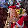 cat, orange_cat, fluffy, table, christmas_decorations, red_doily, miniature_tree, gnome, holiday, decor, indoor, carpet, furniture, curious, pet, cute, animal, festive, decorative_lights, cozy