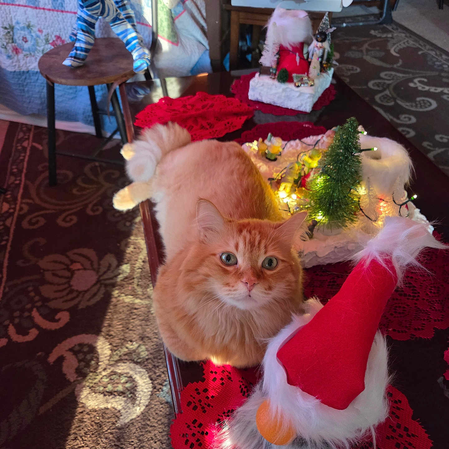 Stephen Lee joined the competition — help win amazing prizes! animal, carpet, cat, christmas_decorations, cozy, curious, cute, decor, decorative_lights, festive, fluffy, furniture, gnome, holiday, indoor, miniature_tree, orange_cat, pet, red_doily, table
