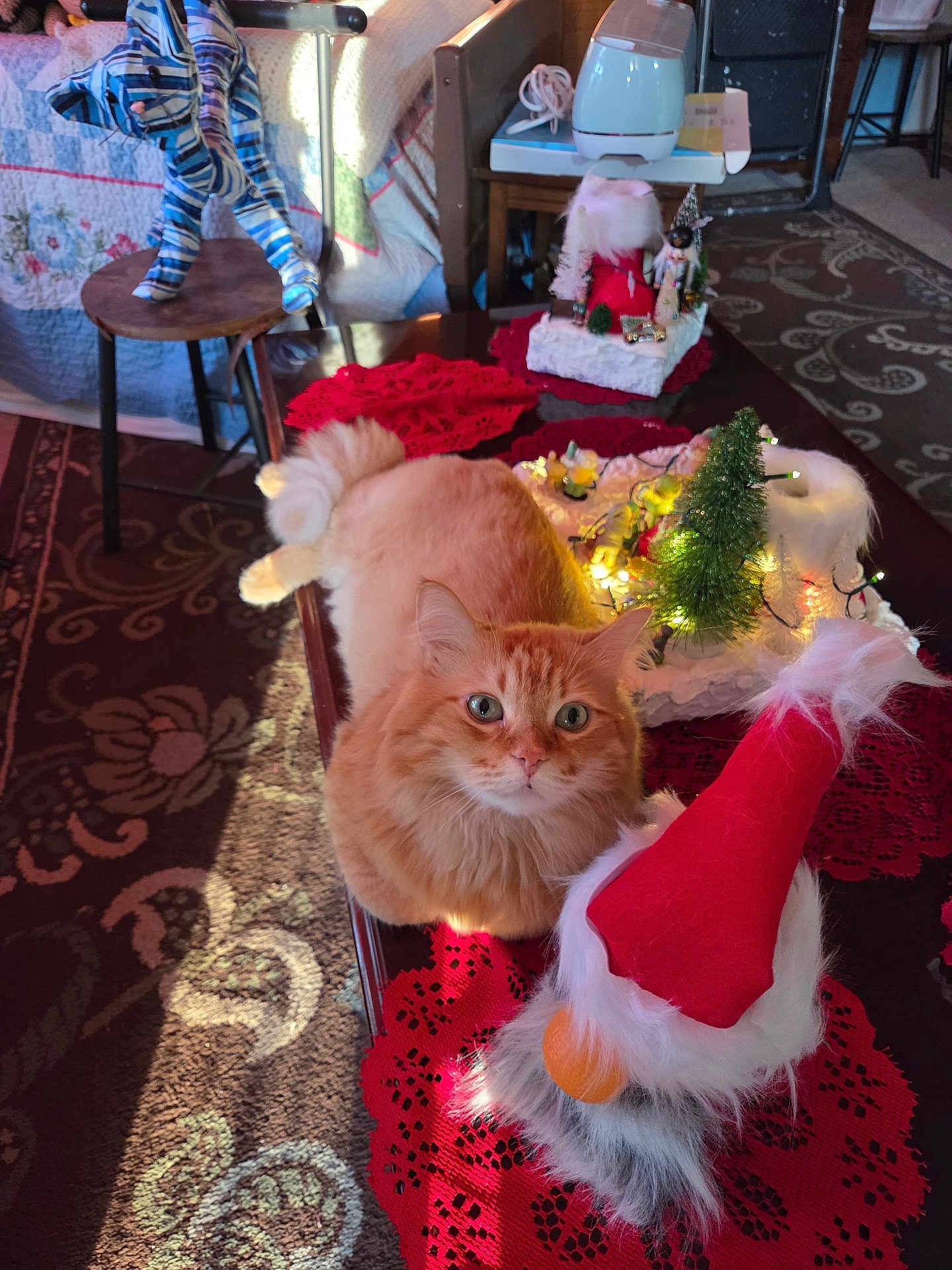 Stephen Lee joined the competition — help win amazing prizes! cat, orange_cat, fluffy, table, christmas_decorations, red_doily, miniature_tree, gnome, holiday, decor, indoor, carpet, furniture, curious, pet, cute, animal, festive, decorative_lights, cozy