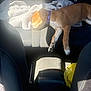 June is registered to the contest to win money with this photo: dog, puppy, sleeping, blanket, car_interior, seat, sunlight, collar, resting, pet, cozy, backseat, floor, yellow_bag, seatbelt, relaxing, fur, brown_dog, domestic_animal, comfort