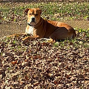 June joined the competition — help win amazing prizes! animal, autumn, brown_dog, calm, canine, collar, daylight, dog, fall, grass, leaves, lying_down, mammal, nature, outdoor, park, pet, quiet, relaxing, sunlight