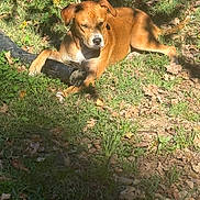 June joined the competition — help win amazing prizes! dog, grass, leaves, outdoor, sunlight, shadow, pipe, resting, canine, nature, brown_coat, animal, paw, ground, daylight, relaxed, park, garden, flora, summer