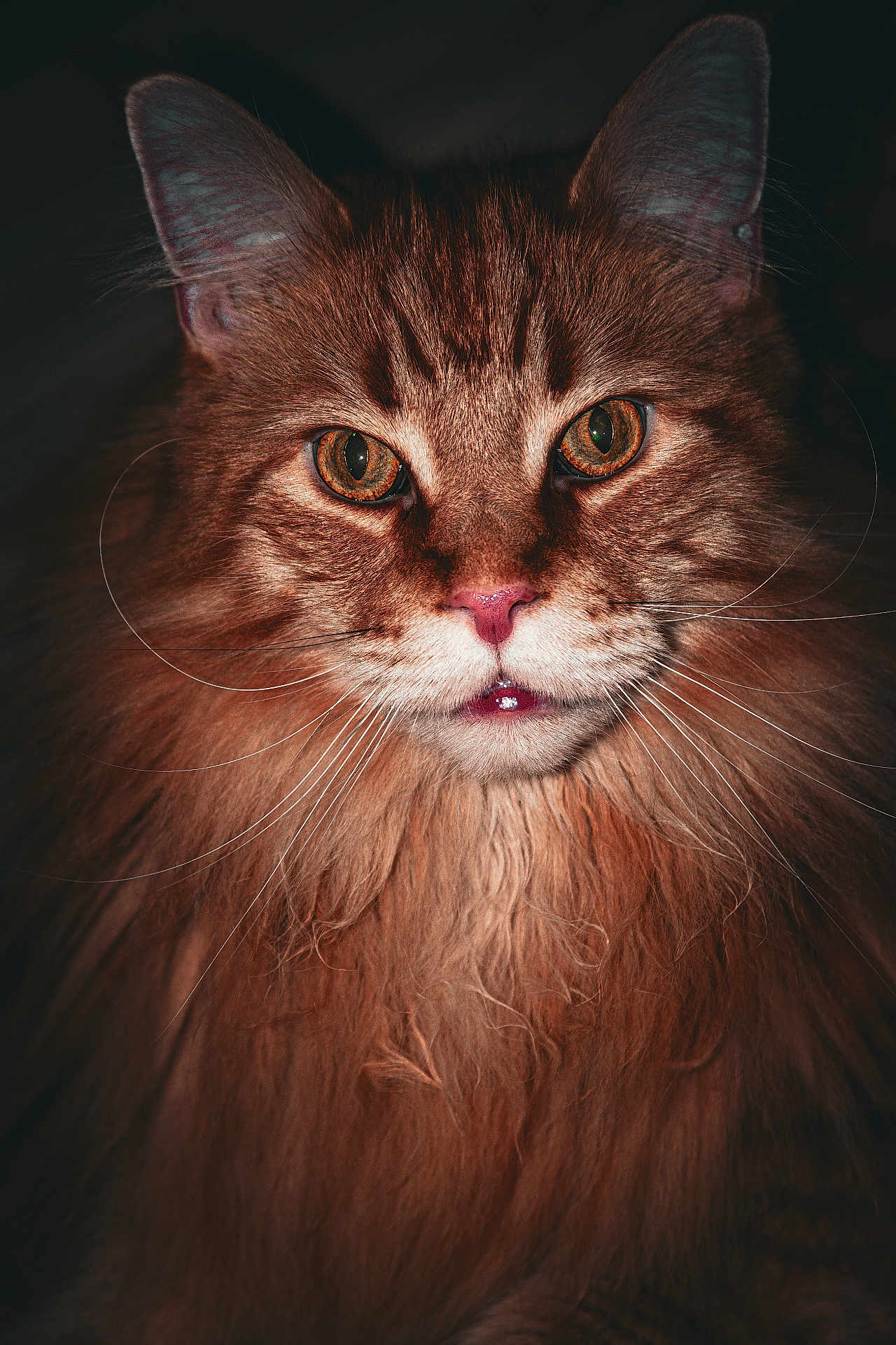 Elvis