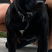 Rex a rejoint le concours — aidez-le/la à gagner de superbes lots ! animal, black_dog, canine, closeup, collar, companion, dog, ears, fur, guard_dog, hand, loyal, nose, outdoor, paw, person, pet, portrait, sitting, wooden_deck