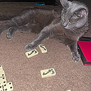 Shadow joined the competition — help win amazing prizes! cat, gray_cat, dominoes, game_pieces, carpet, indoor, pet, animal, feline, relaxed, playing, board_game, tiles, closeup, paw, laying_down, curious, home, floor, domino_tiles