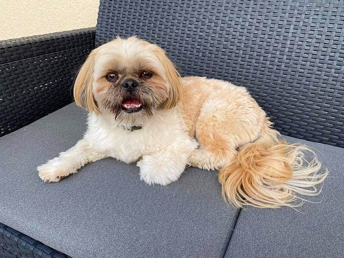 Patton participe au concours pour gagner de l'argent avec cette photo : canidae, carnivore, companion_dog, dog, dog_breed, dog_collar, dog_supply, fawn, fur, liver, mal_shi, maltepoo, natural_material, shih_tzu, small_terrier, snout, sporting_group, terrier, toy_dog, working_animal