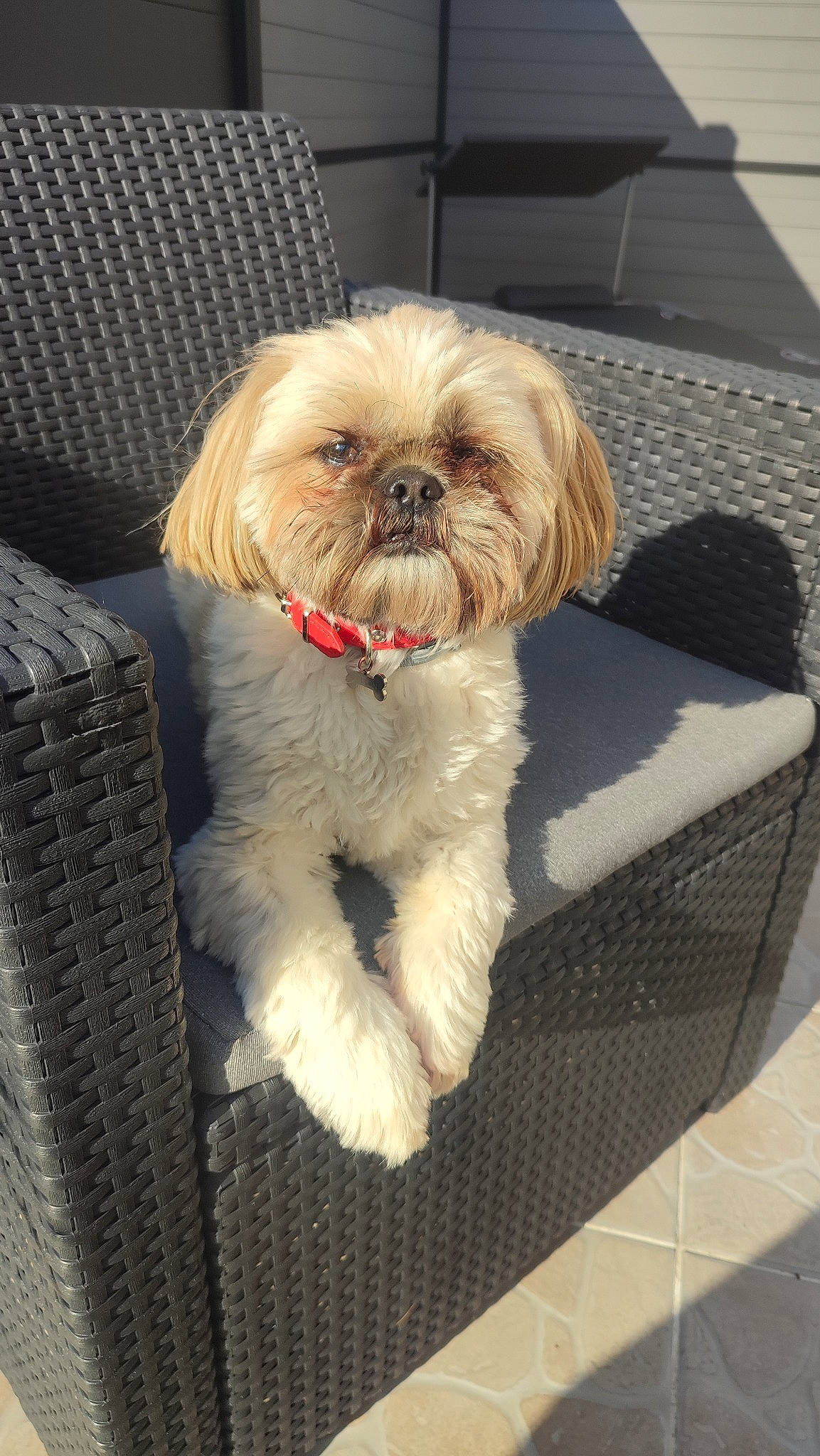 Patton a rejoint le concours — aidez-le/la à gagner de superbes lots ! canidae, carnivore, comfort, companion_dog, dog, dog_breed, dog_supply, fawn, fur, liver, mal_shi, puppy_love, shih_poo, shih_tzu, small_terrier, snout, sporting_group, terrier, toy_dog, working_animal