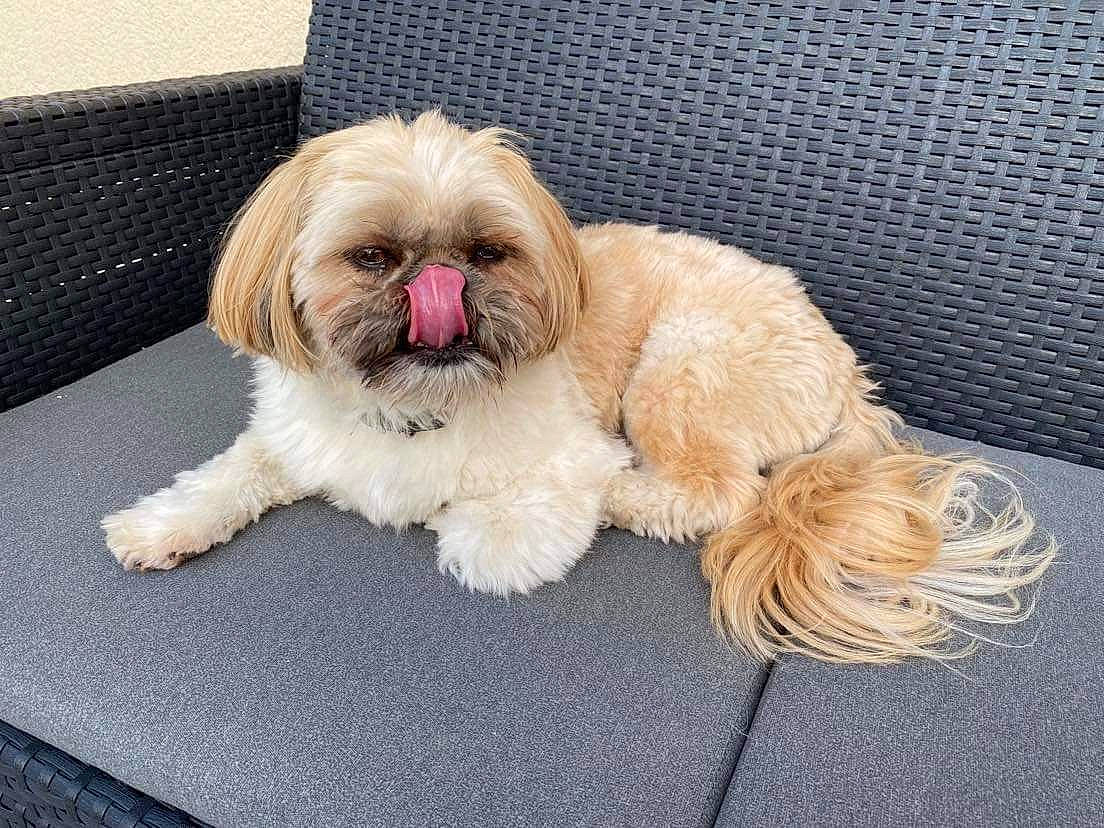 Patton participe au concours pour gagner de l'argent avec cette photo : canidae, carnivore, companion_dog, dog, dog_breed, dog_collar, dog_supply, fawn, fur, liver, mal_shi, maltepoo, natural_material, pet_supply, shih_poo, shih_tzu, snout, sporting_group, toy_dog, working_animal