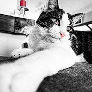 Yoshi participe au concours pour gagner de l'argent avec cette photo : cat, close_up, black_and_white, blue_eyes, pink_nose, paw, stretching, fur, whiskers, indoor, home_decor, couch, relaxed, portrait, animal, pet, feline, soft_focus, texture, background_blur