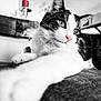 cat, close_up, black_and_white, blue_eyes, pink_nose, paw, stretching, fur, whiskers, indoor, home_decor, couch, relaxed, portrait, animal, pet, feline, soft_focus, texture, background_blur