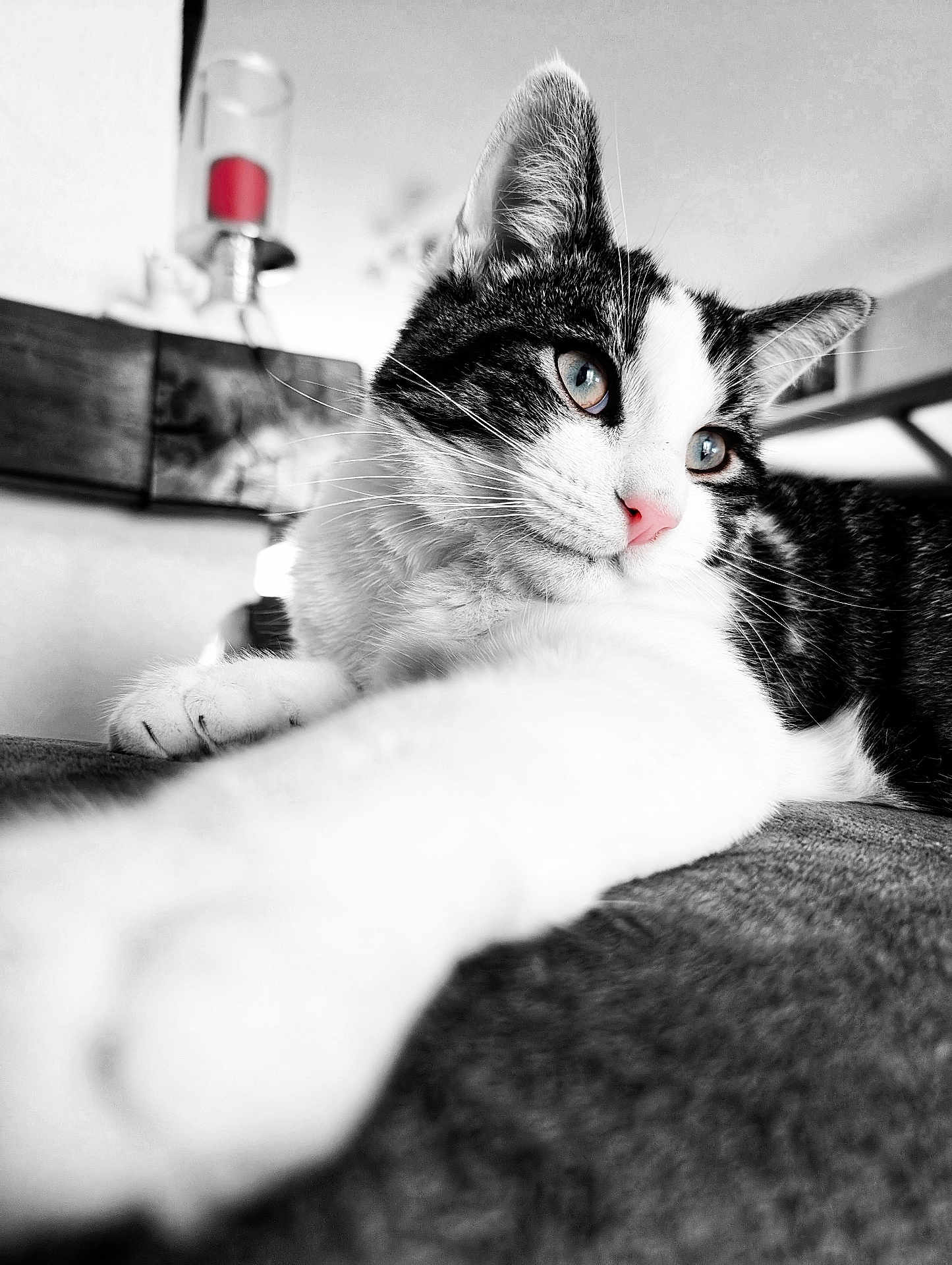 Yoshi participe au concours pour gagner de l'argent avec cette photo : cat, close_up, black_and_white, blue_eyes, pink_nose, paw, stretching, fur, whiskers, indoor, home_decor, couch, relaxed, portrait, animal, pet, feline, soft_focus, texture, background_blur