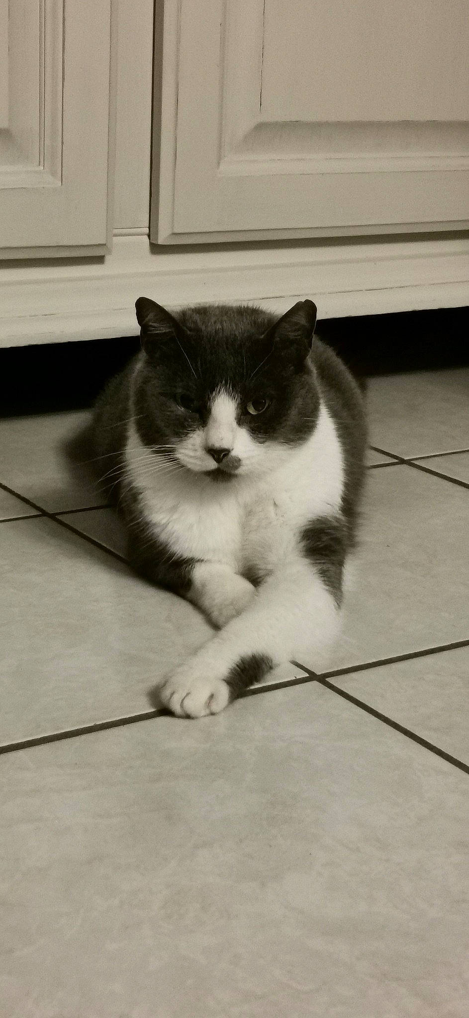 Cookie participe au concours pour gagner de l'argent avec cette photo : aegean_cat, american_wirehair, asian, black_and_white, carnivore, cat, domestic_short_haired_cat, european_shorthair, felidae, floor, flooring, kitten, mammal, ojos_azules, polydactyl_cat, small_to_medium_sized_cats, snout, tail, whiskers