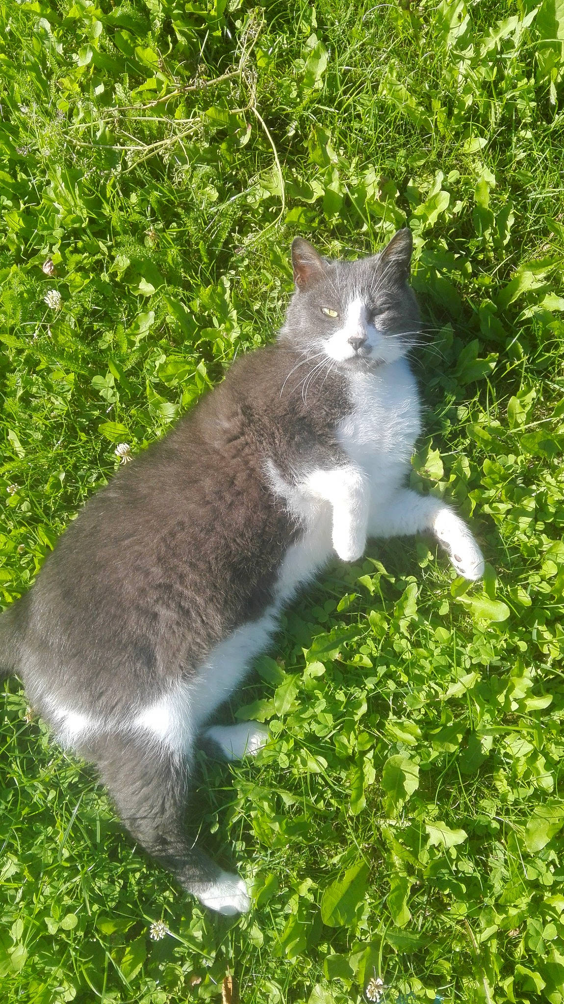 Cookie a rejoint le concours — aidez-le/la à gagner de superbes lots ! carnivore, cat, domestic_short_haired_cat, felidae, grass, plant, small_to_medium_sized_cats, tail, whiskers