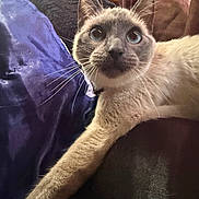 Luna Jewel Robles is registered to the contest to win money with this photo: cat, siamese_cat, blue_eyes, whiskers, fur, curious, stretching, indoor, pillow, purple, fabric, close_up, pet, animal, relaxing, soft_lighting, looking_up, feline, domestic_cat