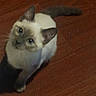cat, animal, pet, blue_eyes, wooden_floor, curious, indoor, feline, looking_up, ears, tail, fur, cute, small, domestic, whiskers, sitting, floor, brown, cozy