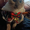Luna Jewel Robles joined the competition — help win amazing prizes! cat, animal, pet, blue_eyes, holiday_outfit, bow, bells, fur, whiskers, indoor, curtains, festive, costume, cute, sitting, portrait, feline, domestic_cat, closeup, decorative_clothing