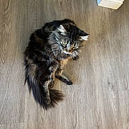 Jackson is registered to the contest to win money with this photo: cat, longhair_cat, tabby, tabby_cat, pet, feline, whiskers, tail, green_eyes, ears, lounging, floor, hardwood_floor, wood_texture, indoor, home_interior, doorway, baseboard, shadow, relaxed