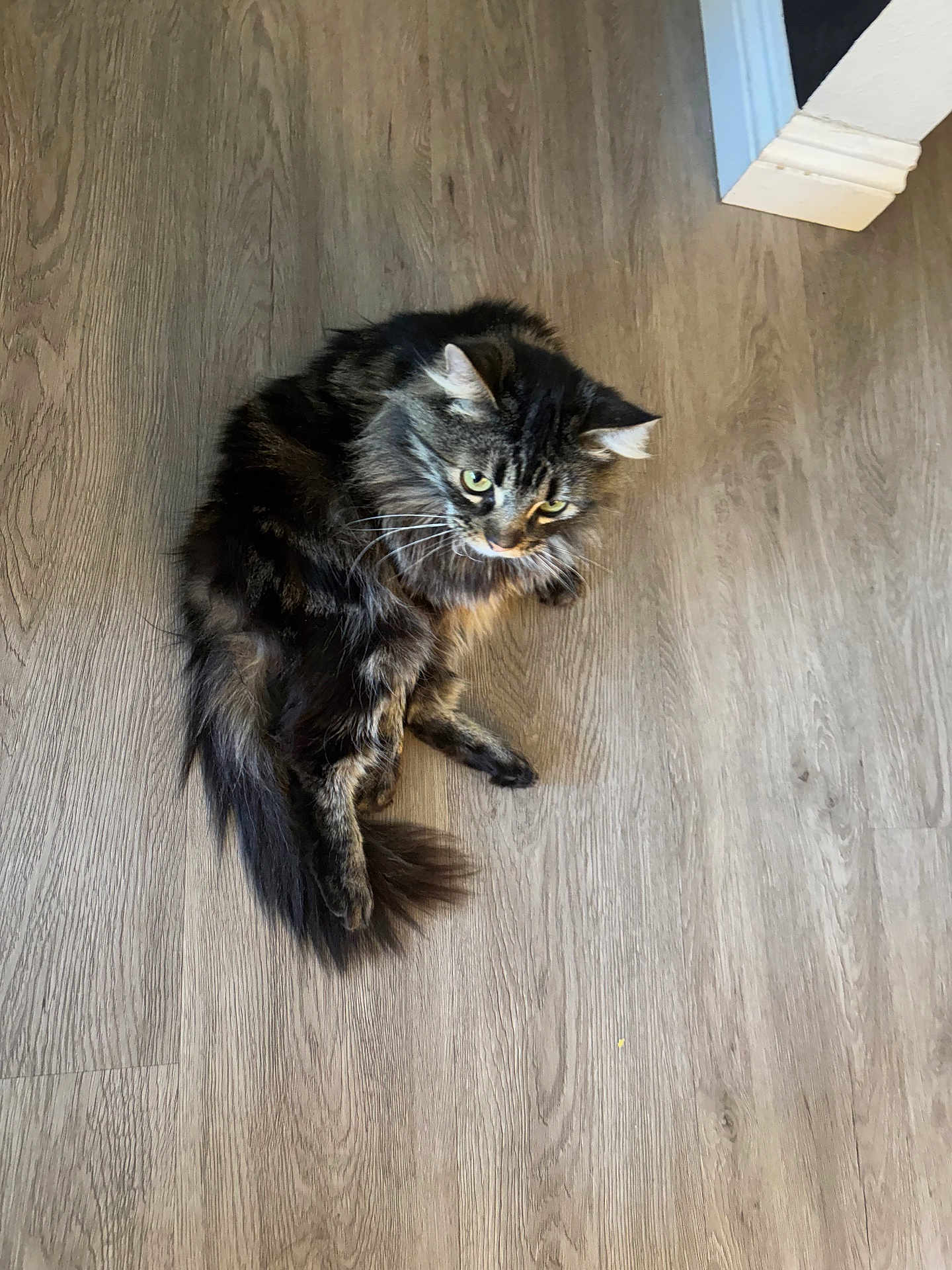 Jackson is registered to the contest to win money with this photo: cat, longhair_cat, tabby, tabby_cat, pet, feline, whiskers, tail, green_eyes, ears, lounging, floor, hardwood_floor, wood_texture, indoor, home_interior, doorway, baseboard, shadow, relaxed