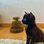 kitten, black_cat, blue_eyes, fluffy_rug, indoor, cat_toy, wooden_floor, side_profile, pet, animal, cute, feline, young_cat, domestic_cat, fur, whiskers, small, sitting, curious, soft_light