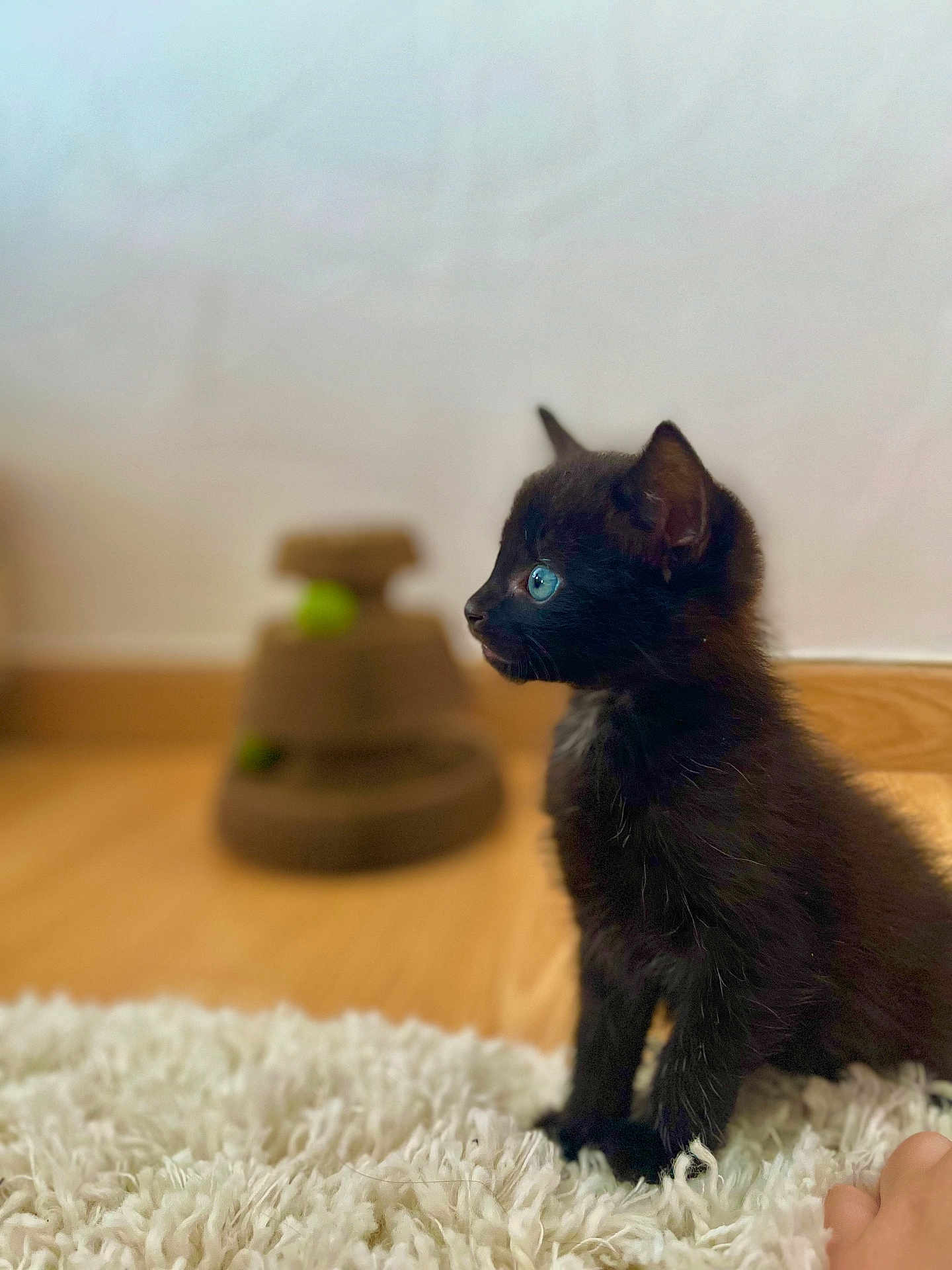 Wilo participe au concours pour gagner de l'argent avec cette photo : kitten, black_cat, blue_eyes, fluffy_rug, indoor, cat_toy, wooden_floor, side_profile, pet, animal, cute, feline, young_cat, domestic_cat, fur, whiskers, small, sitting, curious, soft_light