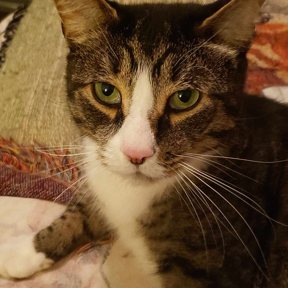 Jax is registered to the contest to win money with this photo: abyssinian, animal, bookcase, cat, couch, furniture, hardwood, kitten, manx, pet, plywood, shelf, siamese, text, wood