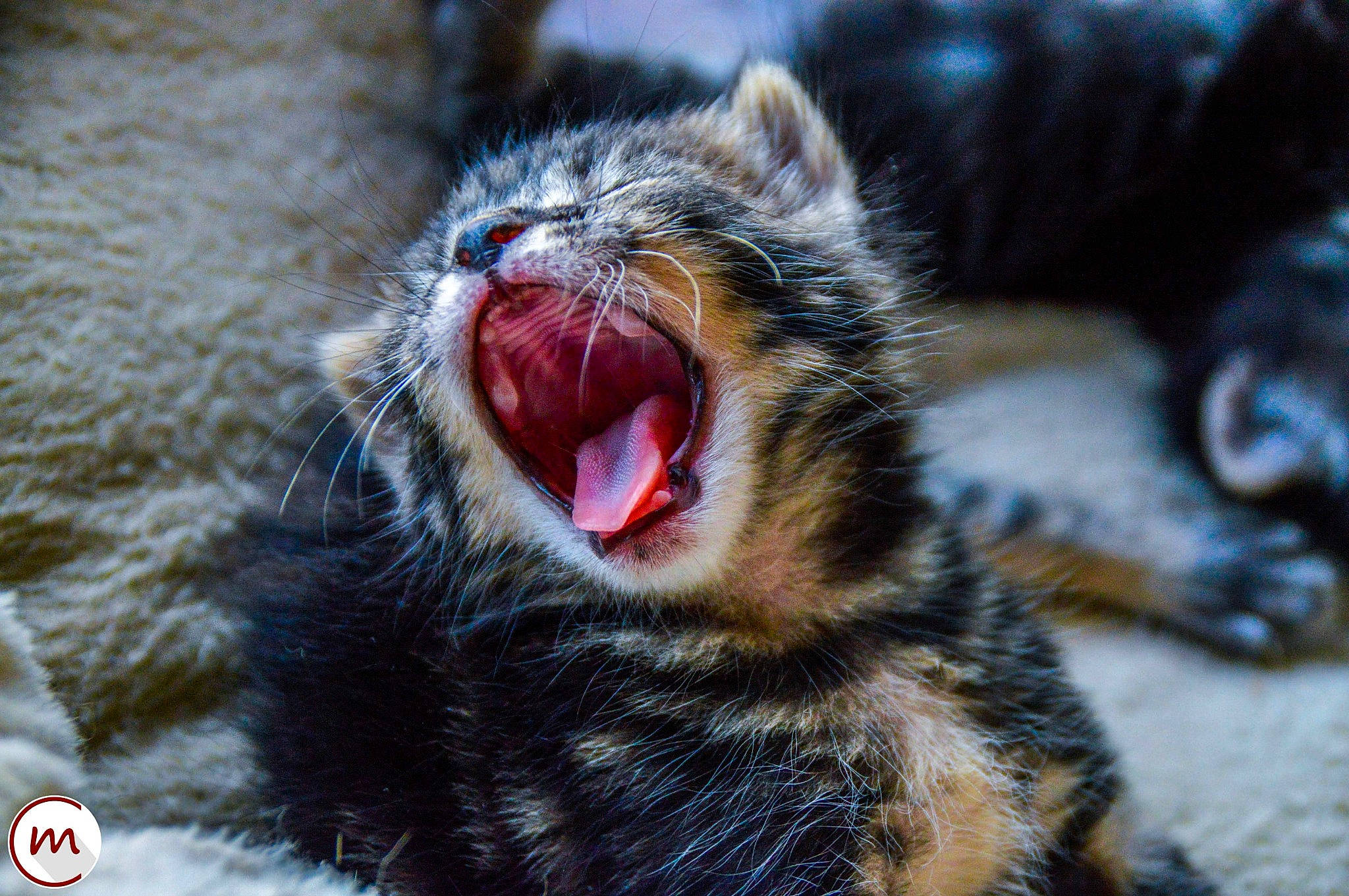 Piña a rejoint le concours — aidez-le/la à gagner de superbes lots ! carnivore, cat, claw, close_up, domestic_short_haired_cat, fang, felidae, fur, macro_photography, organism, paw, shout, small_to_medium_sized_cats, snout, tail, terrestrial_animal, tooth, whiskers, wildlife, yawn