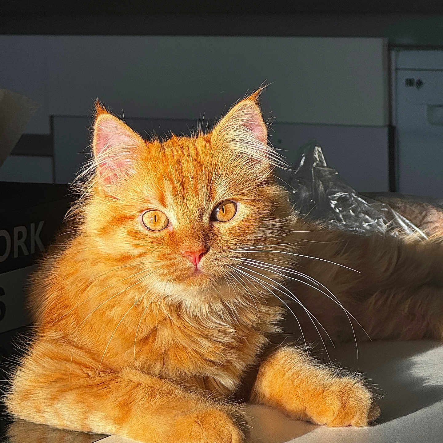 Simba a rejoint le concours — aidez-le/la à gagner de superbes lots ! animal, cat, closeup, cute, domestic_cat, ears, eyes, feline, fluffy, fur, ginger_cat, indoor, kitchen, orange_fur, pet, reflection, relaxed, sunlight, table, whiskers