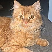 Simba participe au concours pour gagner de l'argent avec cette photo : cat, orange_cat, fluffy, pet, animal, feline, whiskers, ears, eyes, paws, fur, indoor, resting, cute, looking, closeup, domestic_cat, mammal, portrait, relaxed