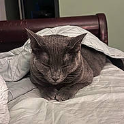 Sprout joined the competition — help win amazing prizes! cat, grey_cat, pet, blanket, bed, sleeping, paws, fur, indoor, cozy, headboard, comforter, bedroom, domestic_animal, whiskers, nap, feline, close_up, resting, bedding