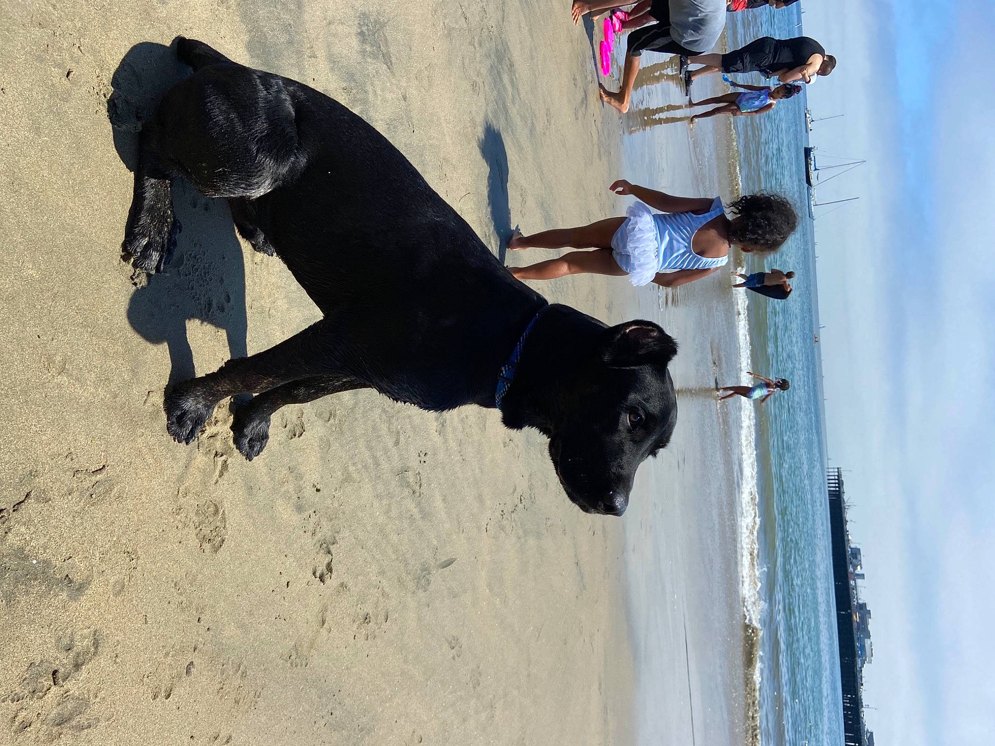 Ghost joined the competition — help win amazing prizes! art, beach, bovine, canidae, carnivore, dog, dog_breed, fun, landscape, leash, recreation, sand, shadow, sky, snout, sporting_group, sunglasses, water, window, working_animal